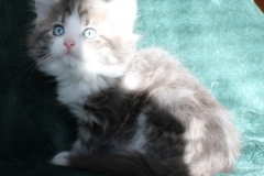 Bisaflor-Liebeshof-blue-silver-classic-tabby-white-7-Wochen-alt.-www.sibirische-katzen-hamburg.de-Altai-DBE-II