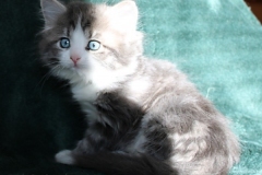 Bisaflor-Liebeshof-blue-silver-classic-tabby-white-7-Wochen-alt.-www.sibirische-katzen-hamburg.de-Altai-DBE-III
