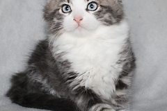 Bisaflor-Sigrid-Liebeshof-blue-silver-classic-tabby-white-11-Wochen-alt.-www.sibirisIche-katzen-hamburg.de-Altai-II