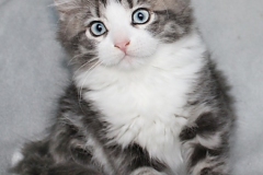 Bisaflor-Sigrid-Liebeshof-blue-silver-classic-tabby-white-11-Wochen-alt.-www.sibirisIche-katzen-hamburg.de-Altai-III