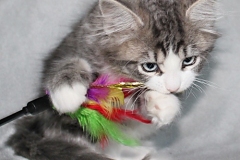 Bisaflor-Sigrid-Liebeshof-blue-silver-classic-tabby-white-11-Wochen-alt.-www.sibirisIche-katzen-hamburg.de-Altai-IV