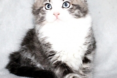 Bisaflor-Sigrid-Liebeshof-blue-silver-classic-tabby-white-11-Wochen-alt.-www.sibirisIche-katzen-hamburg.de-Altai