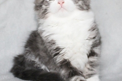 Bisaflor-Sigrid-Liebeshof-blue-silver-classic-tabby-white-11-Wochen-alt.-www.sibirische-katzen-hamburg.de-Altai