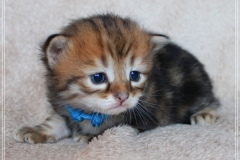 Bobby-Liebeshof-black-golden-classic-tabby-3-Wochen-alt.-www.sibirische-katzen-hamburg.de_