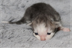Cloudy-Liebeshof-blue-silver-golden-tabby-white-classic-14-Tage-alt-Altai-dominat-Eyes-www.sibirische-katzen-hamburg.de-I