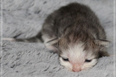 Cloudy-Liebeshof-blue-silver-golden-tabby-white-classic-14-Tage-alt-Altai-dominat-Eyes-www.sibirische-katzen-hamburg.de-II