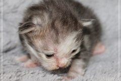 Cloudy-Liebeshof-blue-silver-golden-tabby-white-classic-14-Tage-alt-Altai-dominat-Eyes-www.sibirische-katzen-hamburg.de-III