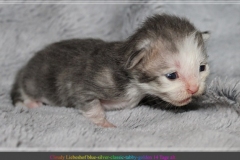 Cloudy-Liebeshof-blue-silver-golden-tabby-white-classic-14-Tage-alt-Altai-dominat-Eyes-www.sibirische-katzen-hamburg.de-IV