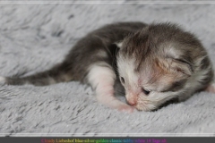 Cloudy-Liebeshof-blue-silver-golden-tabby-white-classic-14-Tage-alt-Altai-dominat-Eyes-www.sibirische-katzen-hamburg.de_