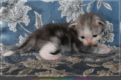 Cloudy-Liebeshof-blue-silver-golden-tabby-white-classic-3-Wochen-alt-Altai-dominat-Eyes-www.sibirische-katzen-hamburg.de-I