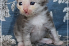 Cloudy-Liebeshof-blue-silver-golden-tabby-white-classic-3-Wochen-alt-Altai-dominat-Eyes-www.sibirische-katzen-hamburg.de-II