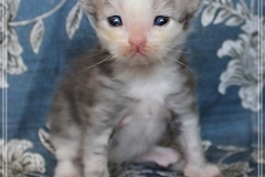 Cloudy-Liebeshof-blue-silver-golden-tabby-white-classic-3-Wochen-alt-Altai-dominat-Eyes-www.sibirische-katzen-hamburg.de_