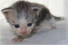 Cloudy-Liebeshof-blue-silver-golden-tabby-white-classic-4-Wochen-alt-Altai-dominat-Eyes-www.sibirische-katzen-hamburg.de-I