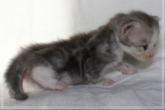 Cloudy-Liebeshof-blue-silver-golden-tabby-white-classic-4-Wochen-alt-Altai-dominat-Eyes-www.sibirische-katzen-hamburg.de-II