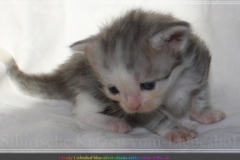 Cloudy-Liebeshof-blue-silver-golden-tabby-white-classic-4-Wochen-alt-Altai-dominat-Eyes-www.sibirische-katzen-hamburg.de_