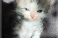 Cloudy-Liebeshof-blue-silver-golden-tabby-white-classic-5-Wochen-alt-Altai-dominat-Eyes-www.sibirische-katzen-hamburg.de-I