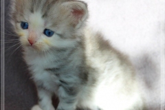 Cloudy-Liebeshof-blue-silver-golden-tabby-white-classic-5-Wochen-alt-Altai-dominat-Eyes-www.sibirische-katzen-hamburg.de-II