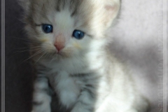 Cloudy-Liebeshof-blue-silver-golden-tabby-white-classic-5-Wochen-alt-Altai-dominat-Eyes-www.sibirische-katzen-hamburg.de-III