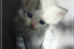 Cloudy-Liebeshof-blue-silver-golden-tabby-white-classic-5-Wochen-alt-Altai-dominat-Eyes-www.sibirische-katzen-hamburg.de_