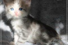 Cloudy-Liebeshof-blue-silver-golden-tabby-white-classic-7-Wochen-alt-Altai-www.sibirische-katzen-hamburg.de-I