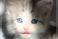 Cloudy-Liebeshof-blue-silver-golden-tabby-white-classic-7-Wochen-alt-Altai-www.sibirische-katzen-hamburg.de-II