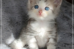 Cloudy-Liebeshof-blue-silver-golden-tabby-white-classic-7-Wochen-alt-Altai-www.sibirische-katzen-hamburg.de-III