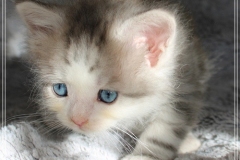 Cloudy-Liebeshof-blue-silver-golden-tabby-white-classic-7-Wochen-alt-Altai-www.sibirische-katzen-hamburg.de_