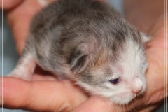 Cloudy-Liebeshof-blue-silver-golden-tabby-white-classic-8-Tage-alt-Altai-dominat-Eyes-www.sibirische-katzen-hamburg-1