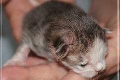 Cloudy-Liebeshof-blue-silver-golden-tabby-white-classic-8-Tage-alt-Altai-dominat-Eyes-www.sibirische-katzen-hamburg-2
