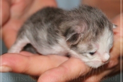 Cloudy-Liebeshof-blue-silver-golden-tabby-white-classic-8-Tage-alt-Altai-dominat-Eyes-www.sibirische-katzen-hamburg-3