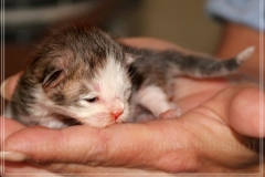 Cloudy-Liebeshof-blue-silver-golden-tabby-white-classic-8-Tage-alt-Altai-dominat-Eyes-www.sibirische-katzen-hamburg-4