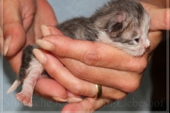 Cloudy-Liebeshof-blue-silver-golden-tabby-white-classic-8-Tage-alt-Altai-dominat-Eyes-www.sibirische-katzen-hamburg-5