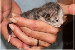Cloudy-Liebeshof-blue-silver-golden-tabby-white-classic-8-Tage-alt-Altai-dominat-Eyes-www.sibirische-katzen-hamburg-6
