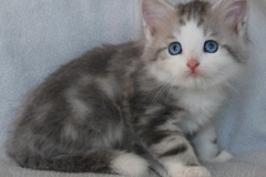 Cloudy-Liebeshof-blue-silver-golden-tabby-white-classic-8-Wochen-alt-Altai-dominat-Eyes-www.sibirische-katzen-hamburg.de-I