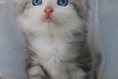 Cloudy-Liebeshof-blue-silver-golden-tabby-white-classic-8-Wochen-alt-Altai-dominat-Eyes-www.sibirische-katzen-hamburg.de-II