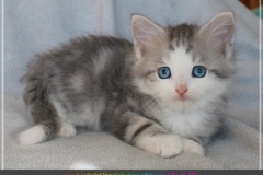 Cloudy-Liebeshof-blue-silver-golden-tabby-white-classic-8-Wochen-alt-Altai-dominat-Eyes-www.sibirische-katzen-hamburg.de-III