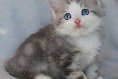 Cloudy-Liebeshof-blue-silver-golden-tabby-white-classic-8-Wochen-alt-Altai-dominat-Eyes-www.sibirische-katzen-hamburg.de-IV