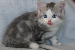 Cloudy-Liebeshof-blue-silver-golden-tabby-white-classic-8-Wochen-alt-Altai-dominat-Eyes-www.sibirische-katzen-hamburg.de_
