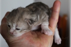 Coconut-Liebeshof-blue-shinning-silver-classic-tabby-10-Tage-alt-www.sibirische-katzen-hamburg.de-III