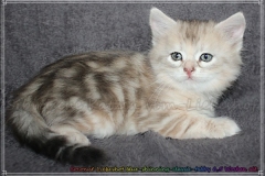 Coconut-Liebeshof-blue-shinning-silver-classic-tabby-6-5-Wochen-alt-www.sibirische-katzen-hamburg.de-II