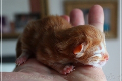 David-Bowie-Liebeshof-cinnamon-classic-tabby-2-Tage-alt.-www.sibirische-katzen-hamburg.de-I