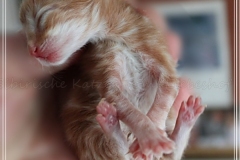 David-Bowie-Liebeshof-cinnamon-classic-tabby-2-Tage-alt.-www.sibirische-katzen-hamburg.de-III