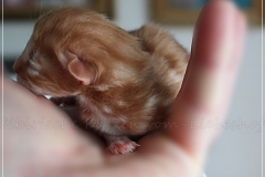 David-Bowie-Liebeshof-cinnamon-classic-tabby-2-Tage-alt.-www.sibirische-katzen-hamburg.de_