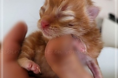 David-Bowie-Liebeshof-cinnamon-classic-tabby-7-Tage-alt.-www.sibirische-katzen-hamburg.de_