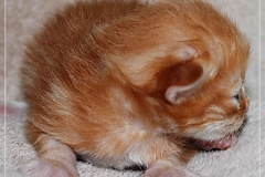 David-Bowie-Liebeshof-cinnamon-golden-classic-tabby-14-Tage-alt.-www.sibirische-katzen-hamburg.de-I