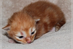 David-Bowie-Liebeshof-cinnamon-golden-classic-tabby-14-Tage-alt.-www.sibirische-katzen-hamburg.de-II