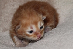 David-Bowie-Liebeshof-cinnamon-golden-classic-tabby-14-Tage-alt.-www.sibirische-katzen-hamburg.de_