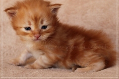 David-Bowie-Liebeshof-cinnamon-golden-classic-tabby-4-Wochen-alt.-www.sibirische-katzen-hamburg.de-I