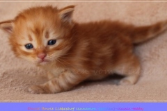 David-Bowie-Liebeshof-cinnamon-golden-classic-tabby-4-Wochen-alt.-www.sibirische-katzen-hamburg.de_