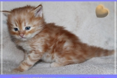 David-Bowie-Liebeshof-cinnamon-golden-classic-tabby-5-Wochen-alt.-www.sibirische-katzen-hamburg.de-I